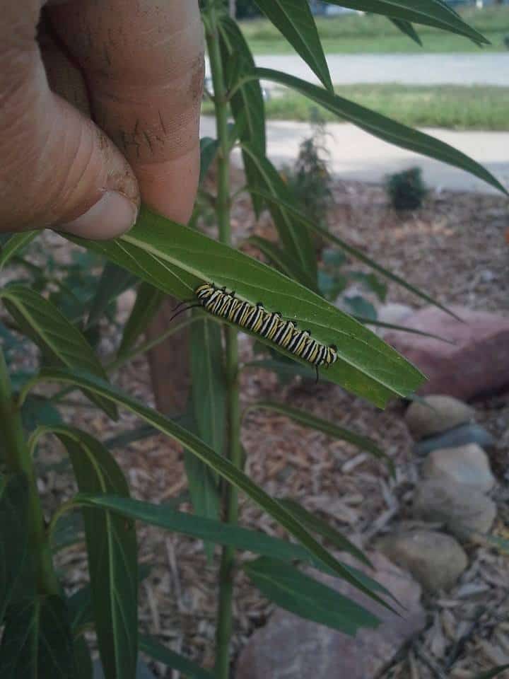 Caterpillar on Marsh Milkweed
