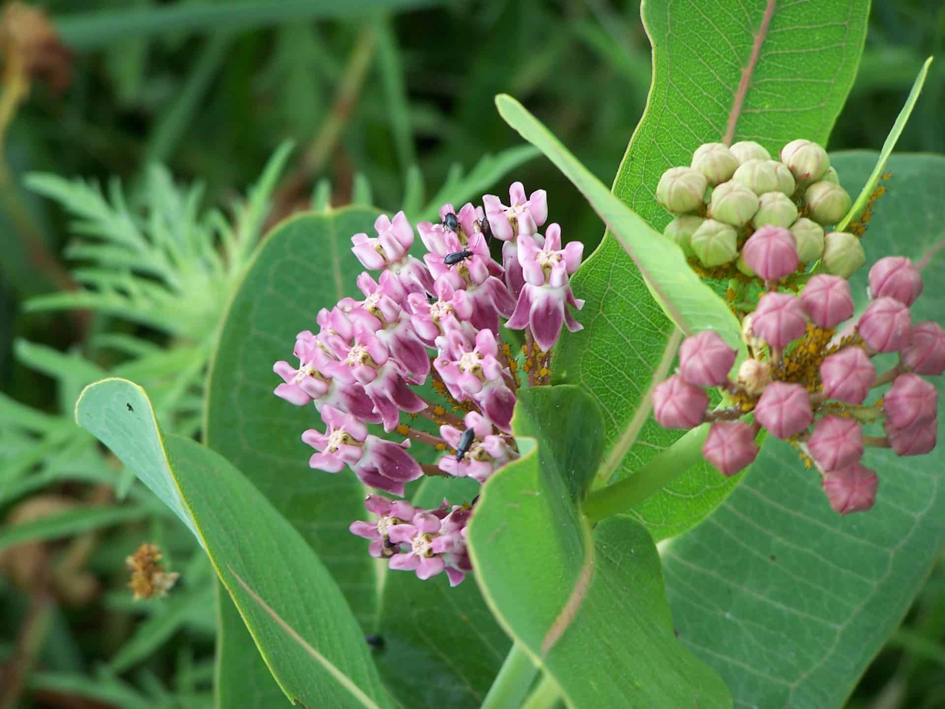 Marsh Milkweed (6)