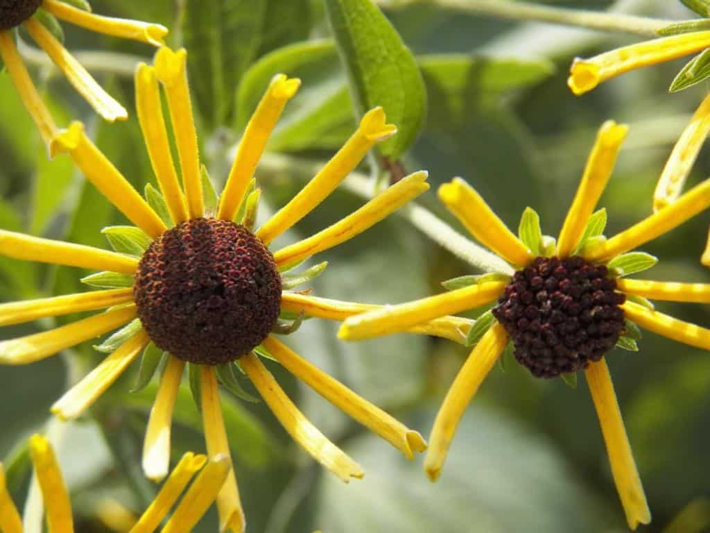Rudbeckia 'Henry Eiler's' (4)comp