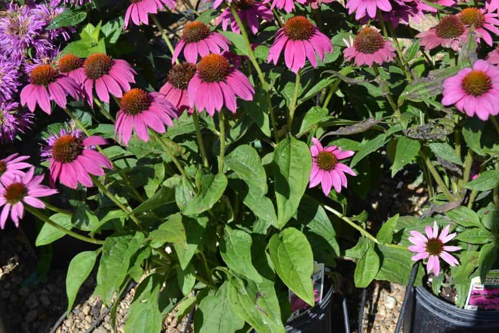 Coneflower Pow Wowcomp