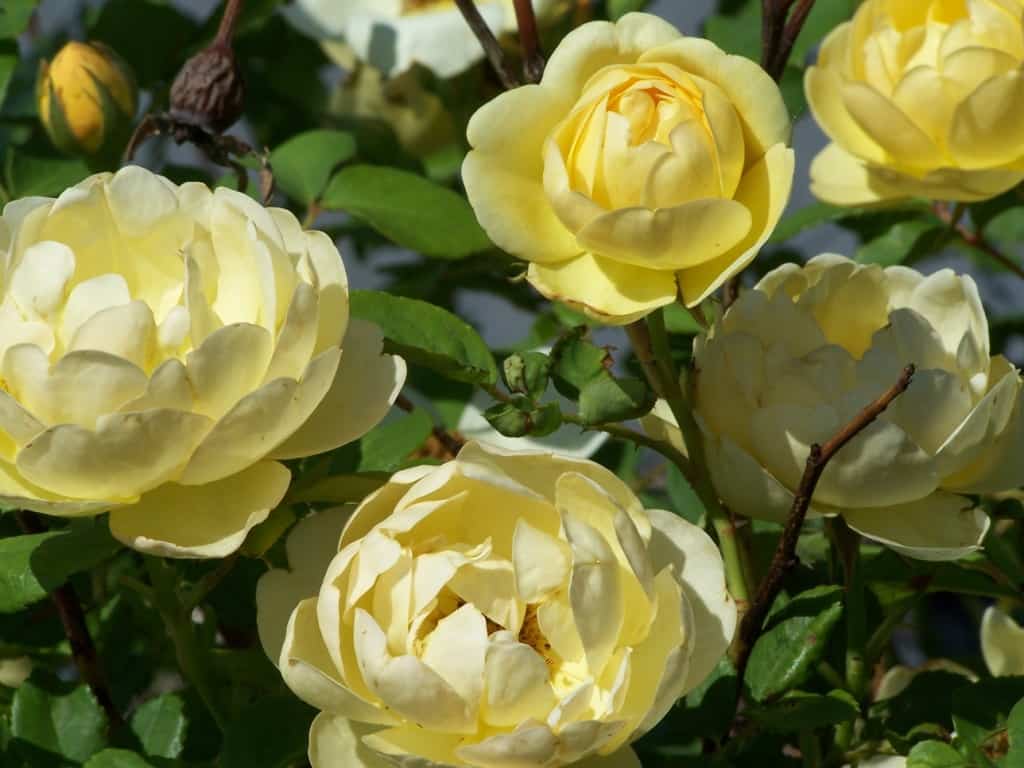 Yellow Roses are cheerful