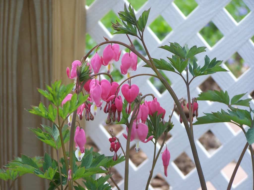 Bleeding Heart