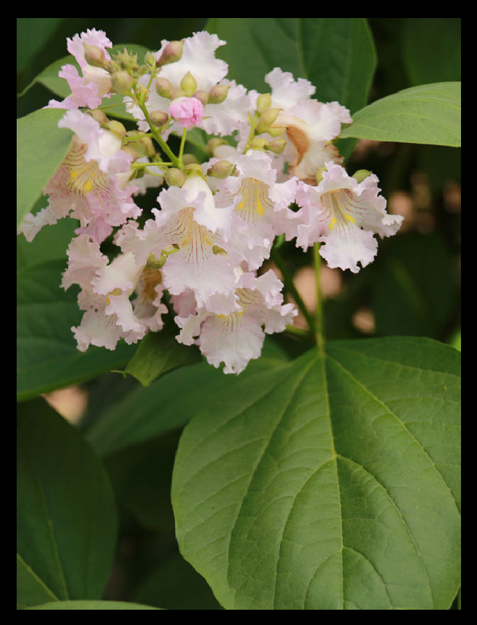 Chitapla Strawberry Moon