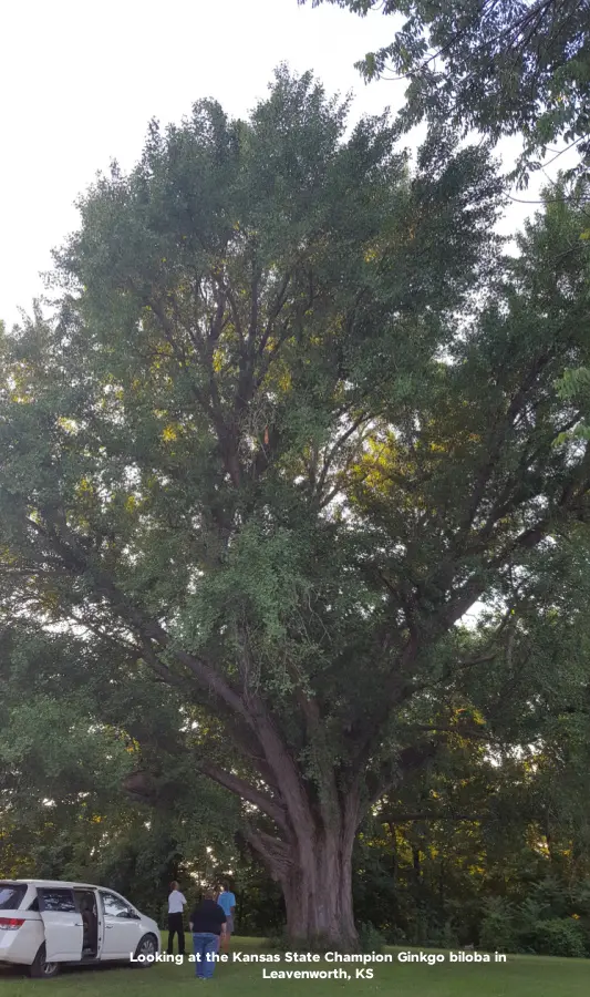 champion ginkgo