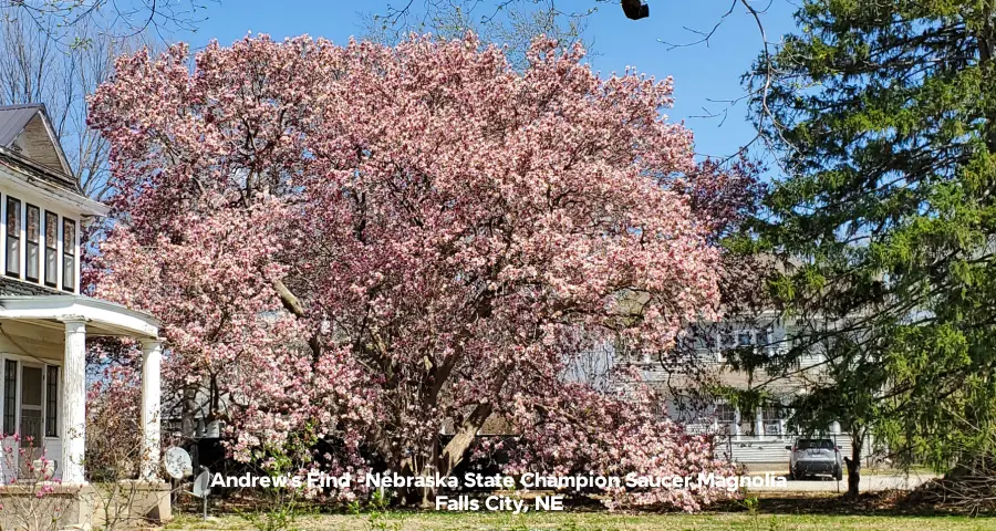 Nebraska champion saucer magnolia