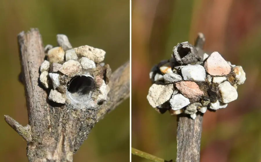 pebble bee nest