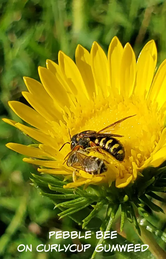 gumweed with pebble bee