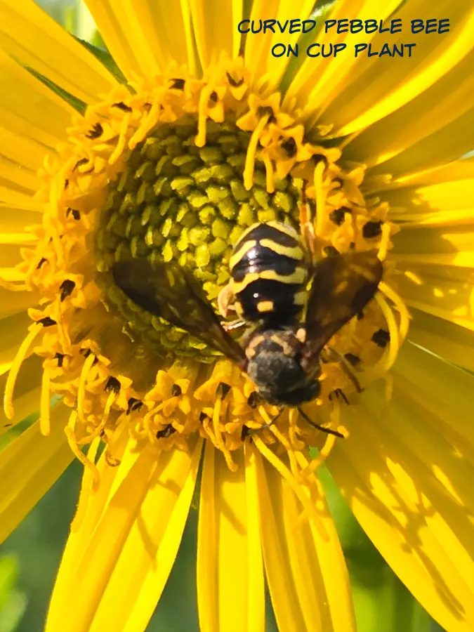 cup plant with bee