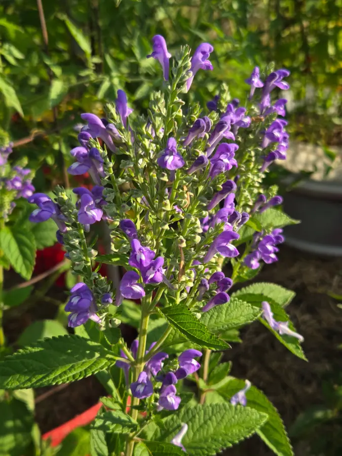 Hoary Skullcap