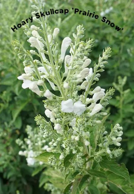 hoary skullcap 'Prairie Snow'
