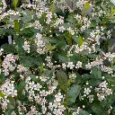 Low Scape Snowfire Aronia2.webp