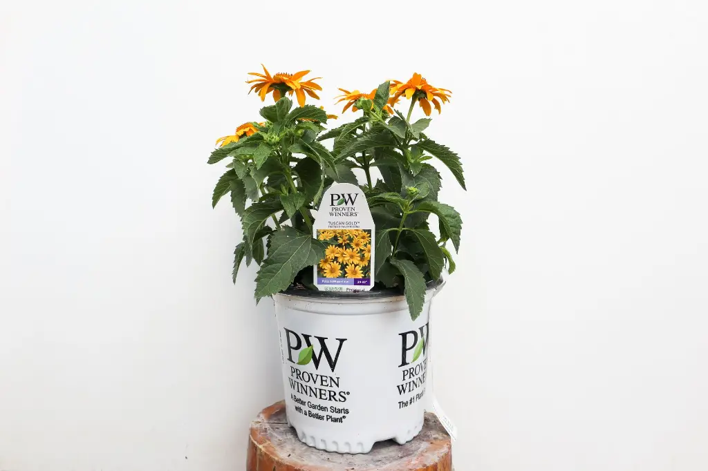 Heliopsis Tuscan Gold IMG_5353.webp