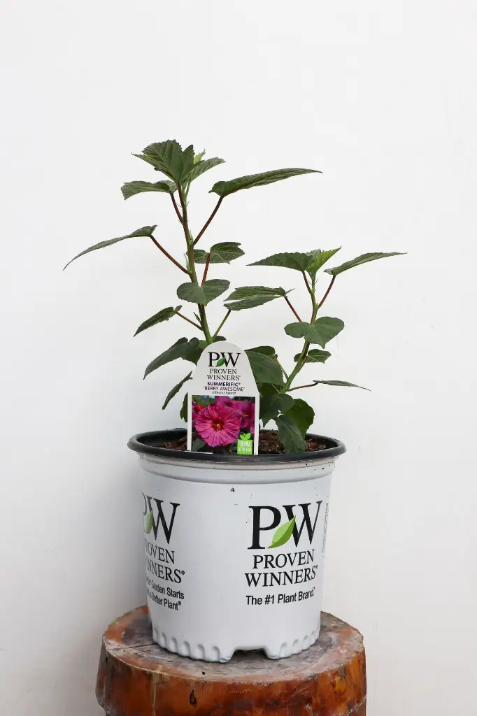 Hibiscus Berry Awesome IMG_5307.webp