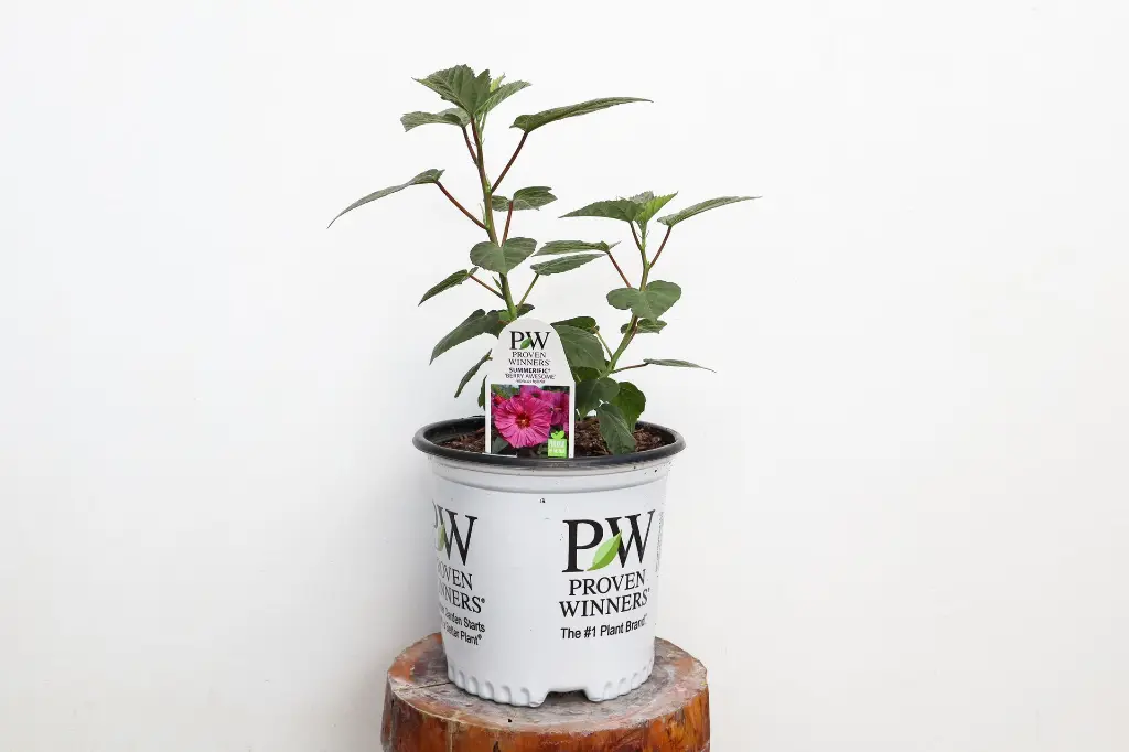 Hibiscus Berry Awesome IMG_5308.webp