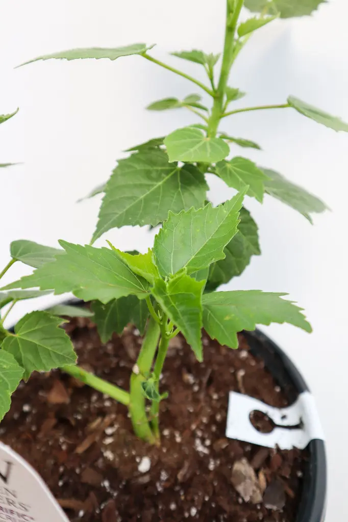 Hibiscus Candy Crush IMG_5317.webp