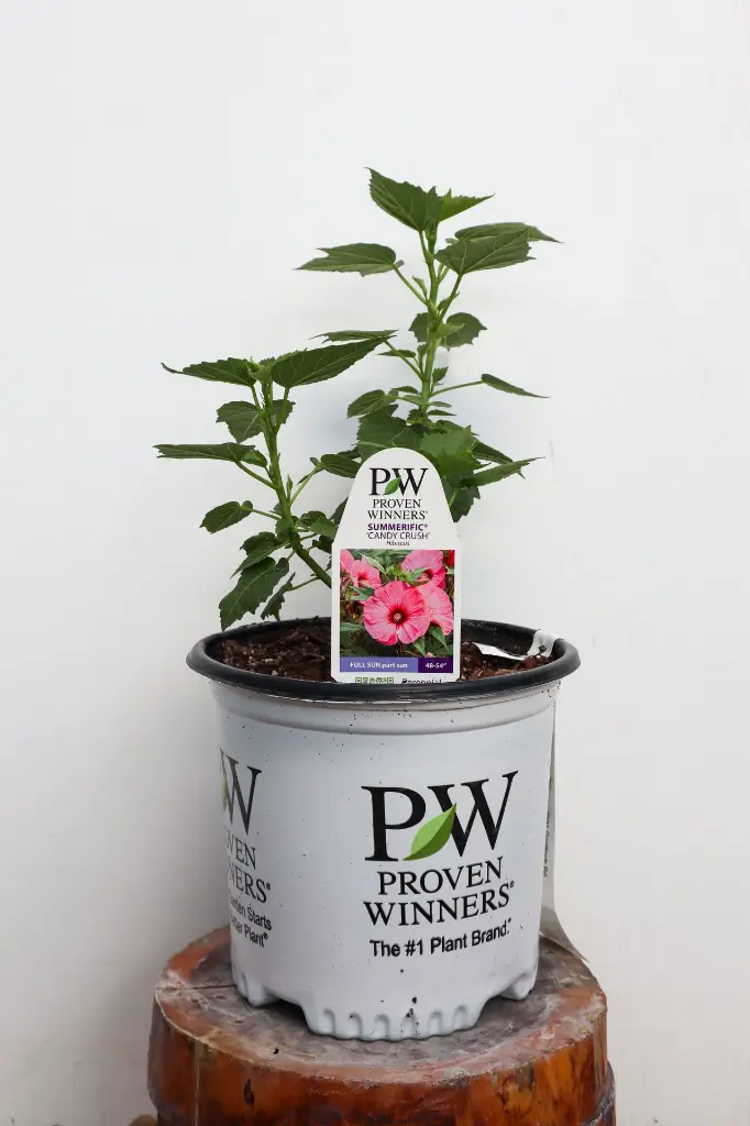 Hibiscus Candy Crush IMG_5313.webp