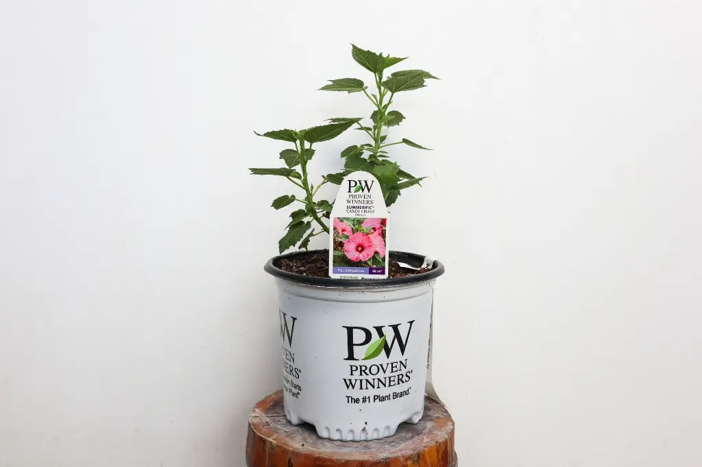 Hibiscus Candy Crush IMG_5314.webp