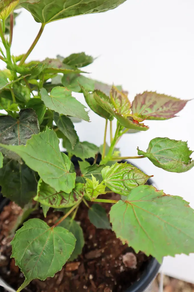 Hibiscus Cookies and Cream IMG_5322.webp