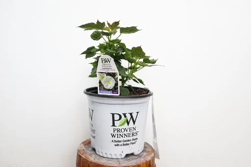 Hibiscus Cookies and Cream IMG_5320.webp