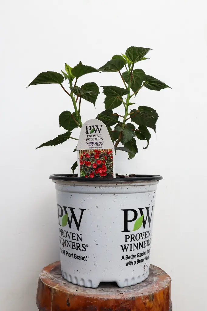 Hibiscus Holy Grail IMG_5331.webp