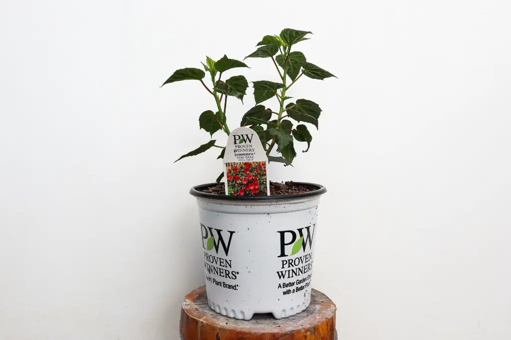 Hibiscus Holy Grail IMG_5334.webp