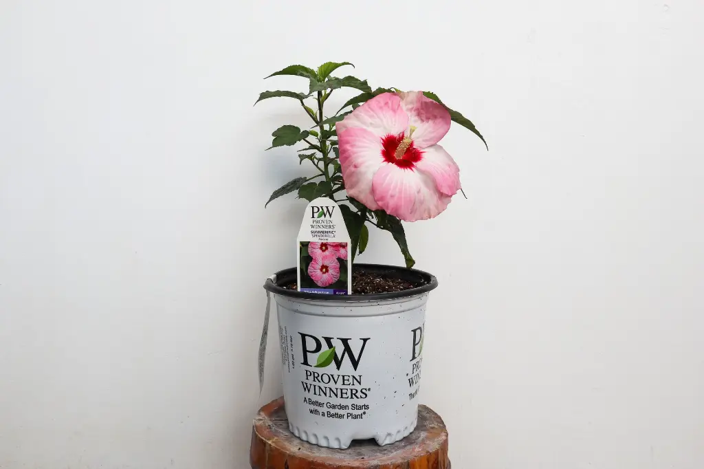 Hibiscus Spinderella IMG_5326.webp