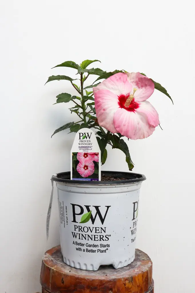 Hibiscus Spinderella IMG_5324.webp