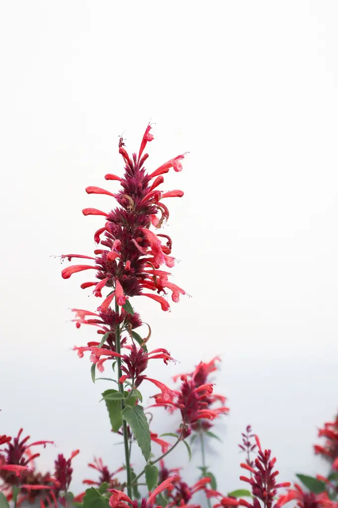 Hyssop Guava Lava IMG_5228.webp