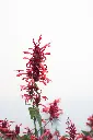 Hyssop Guava Lava IMG_5228.webp