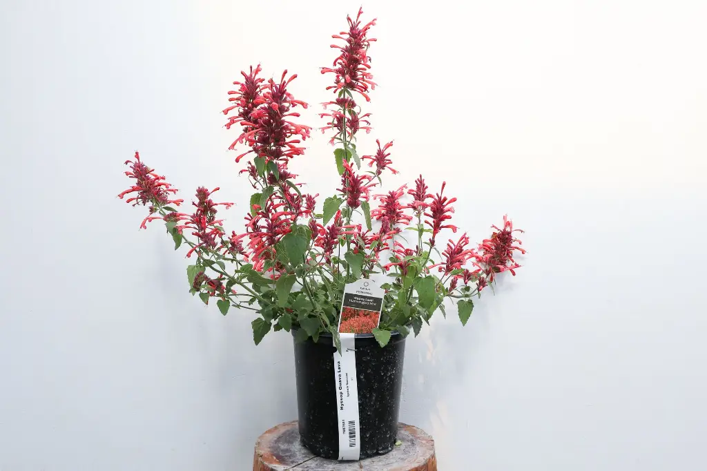 Hyssop Guava Lava IMG_5225.webp