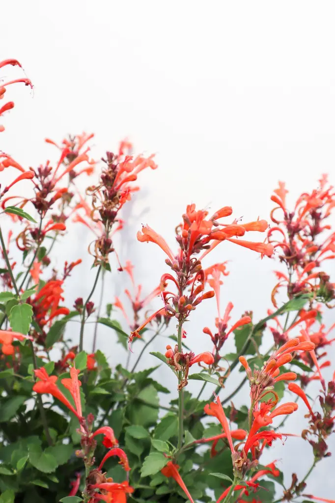 Hyssop Kudos Mandarin IMG_5244.webp