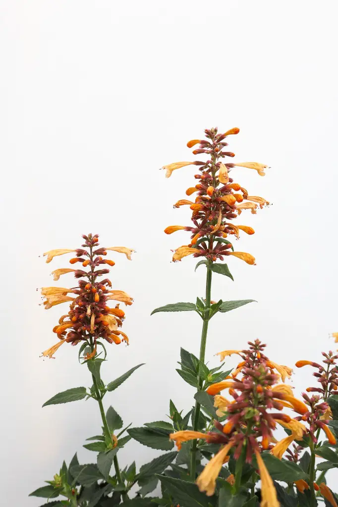 Hyssop Queen Nectarine IMG_5065.webp