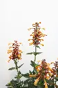 Hyssop Queen Nectarine IMG_5065.webp