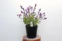 Lavender Super Blue IMG_5184.webp
