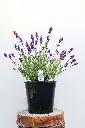 Lavender Super Blue IMG_5185.webp