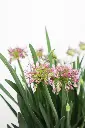 Ornamental Onion Serendipity IMG_5350.webp