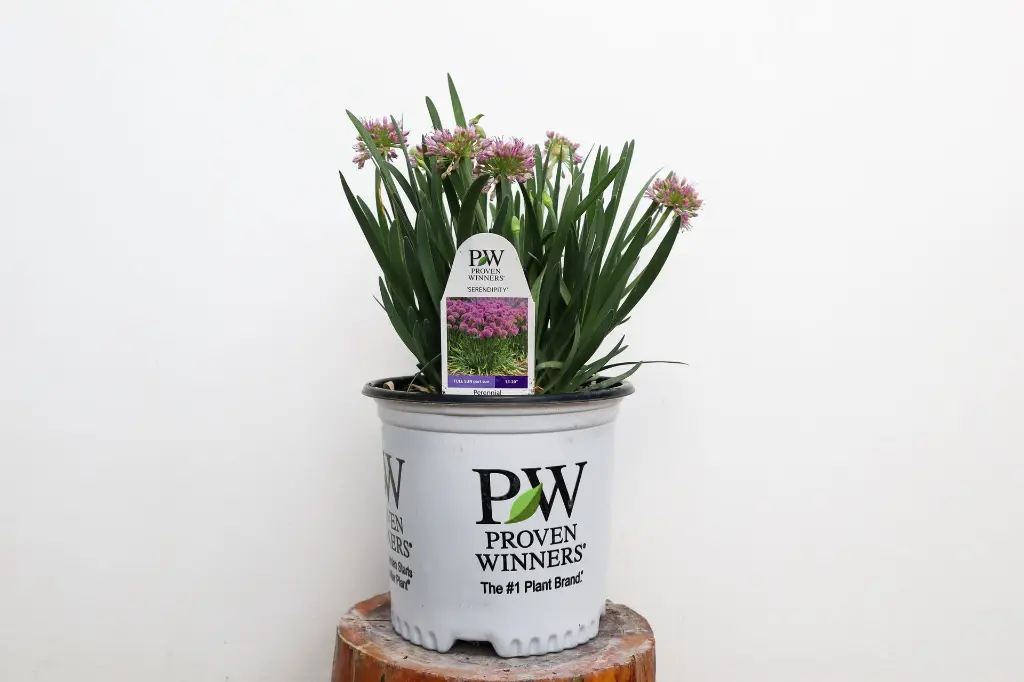 Ornamental Onion Serendipity IMG_5346.webp