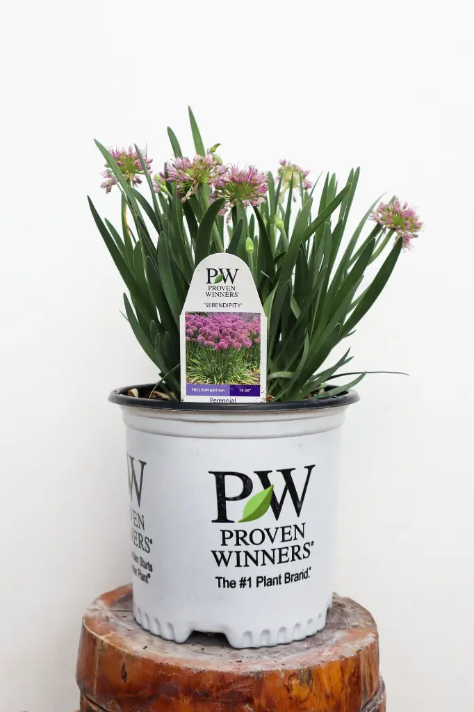 Ornamental Onion Serendipity IMG_5347.webp