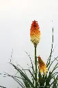 Red Hot Poker Hot and Cold IMG_5078.webp