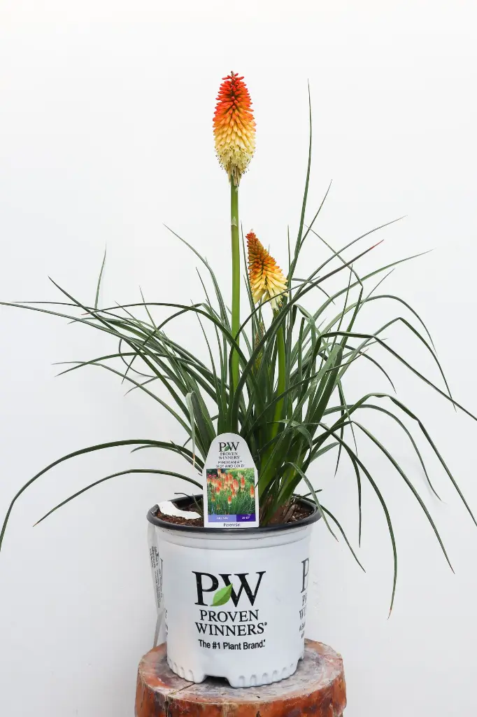 Red Hot Poker Hot and Cold IMG_5074.webp