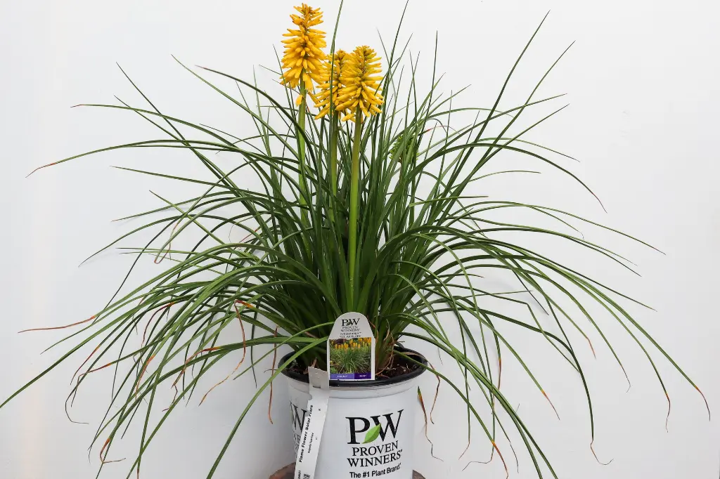 Red Hot Poker Solar Flare IMG_5370.webp