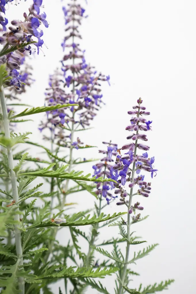 Proven Winners Russian Sage - Thumbnail 3