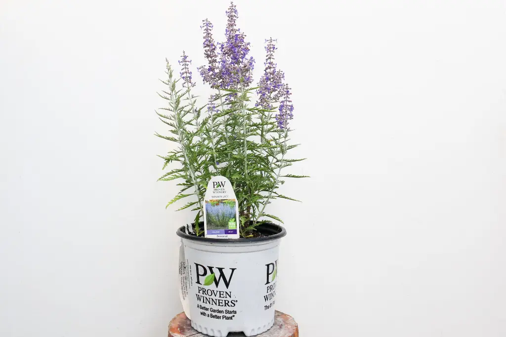 Proven Winners Russian Sage - Thumbnail 2