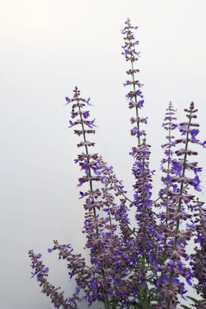 Russian Sage Sage Advice IMG_5106.webp