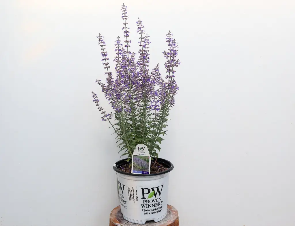 Russian Sage Sage Advice IMG_5102.webp