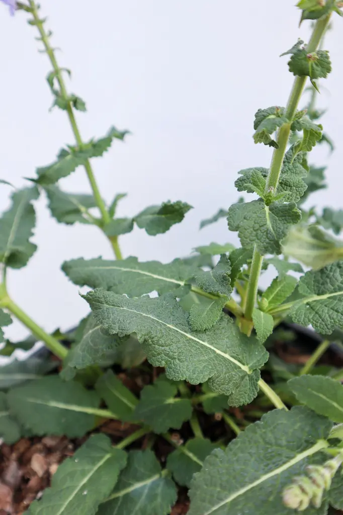 Salvia Crystal Blue IMG_3980.webp