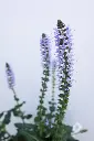 Salvia Crystal Blue IMG_3981.webp