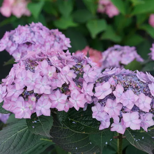 Lets Dance Can Do Hydrangea Purple.webp
