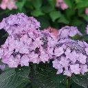 Lets Dance Can Do Hydrangea Purple.webp
