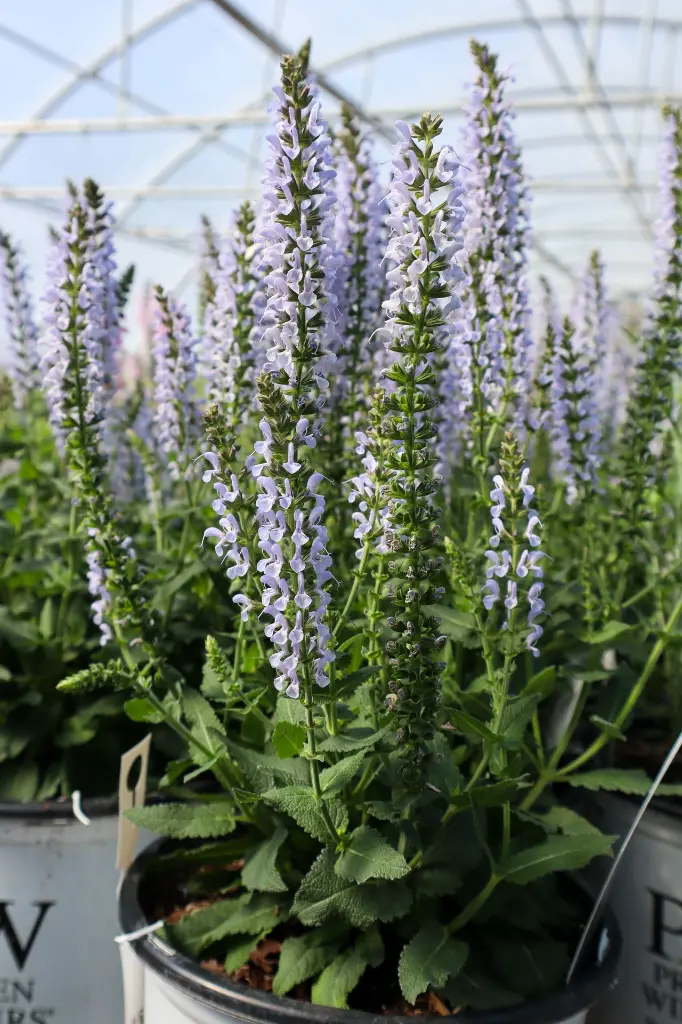 Salvia Crystal Blue IMG_4072.webp